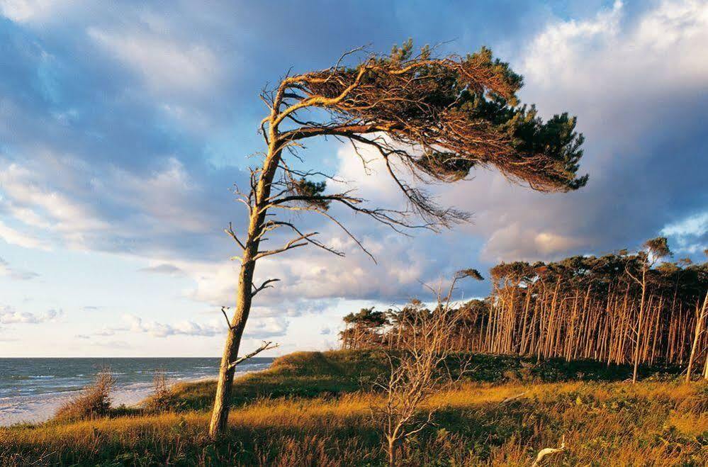 Ferienwohnungen Duenenmeer Dierhagen Extérieur photo